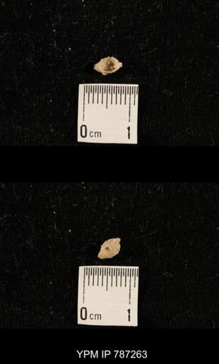 taxon undetermined