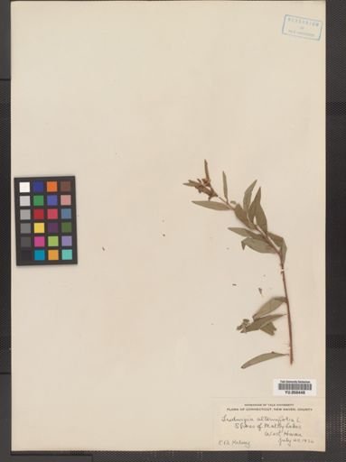 Ludwigia alternifolia