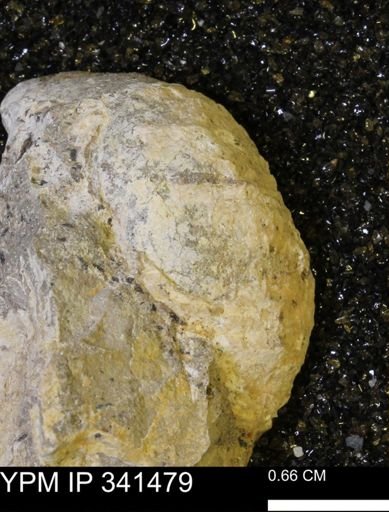 Scaphites sp.