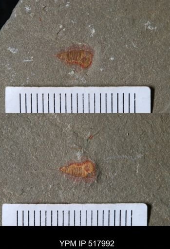 undet. Synziphosurina