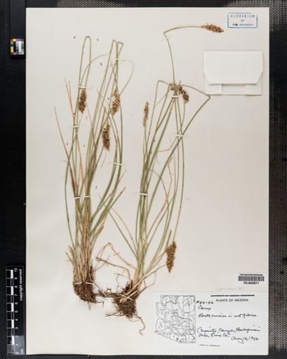Carex
