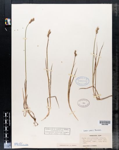 Carex longii
