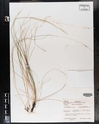 Plantae