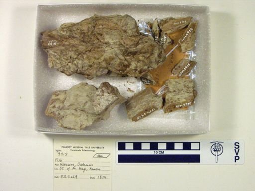 Xiphactinus sp.