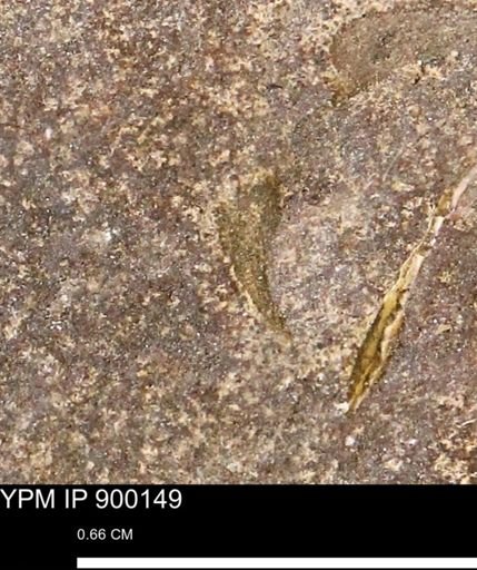 undet. Mollusca