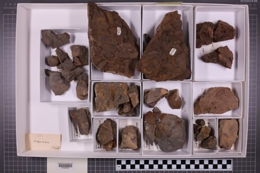 mixed taxa, stratigraphic collection