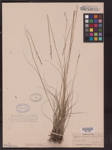Sporobolus clandestinus