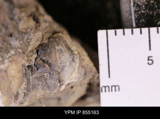 Protocardia subquadrata
