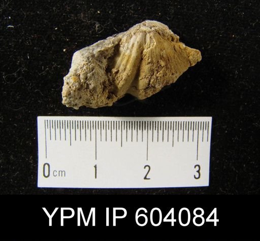 Spirifer concinnus