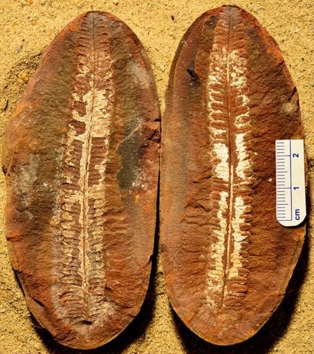 Pecopteris