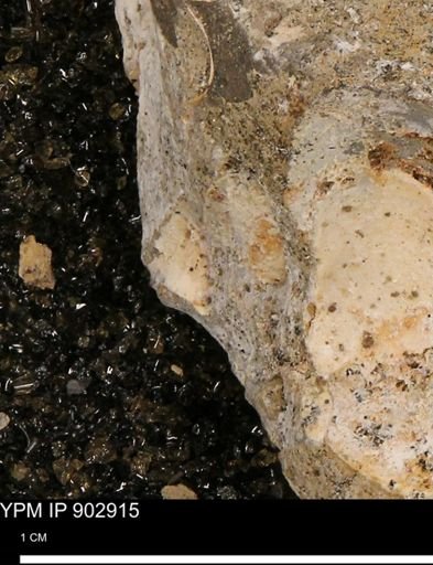 undet. Mollusca
