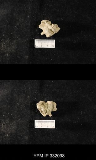 undet. Bryozoa