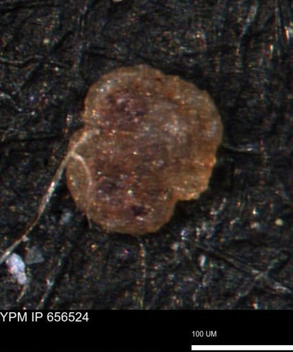 Trochammina umiatensis