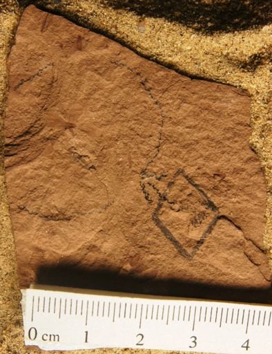 Antholithes sp.