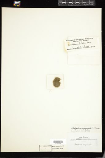 Cladophora holsatica
