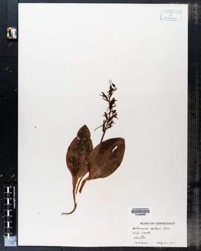 Habenaria hookeri