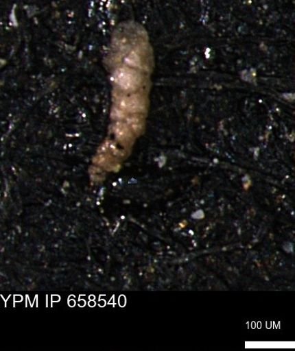 Verneuilinoides kansasensis