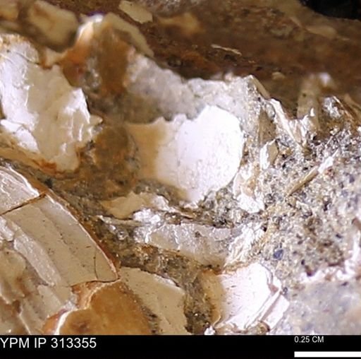 Corbicula sp.
