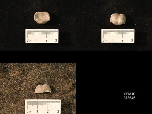Marginifera wabashensis