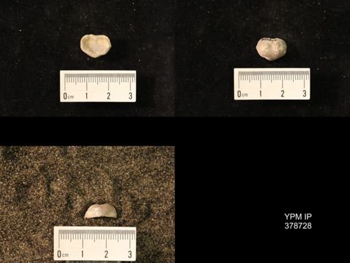 Marginifera wabashensis