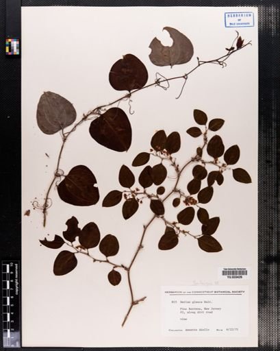 Smilax glauca
