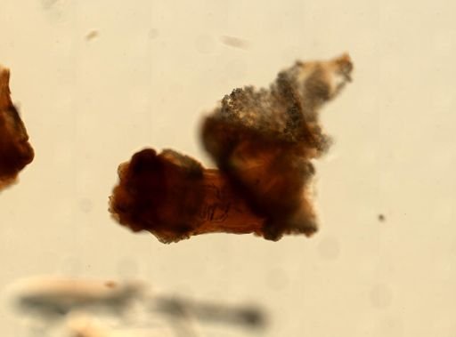 Gersemia rubiformis