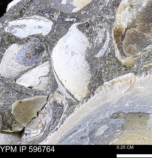 undet. Bivalvia