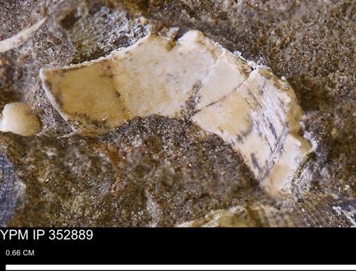 undet. Mollusca