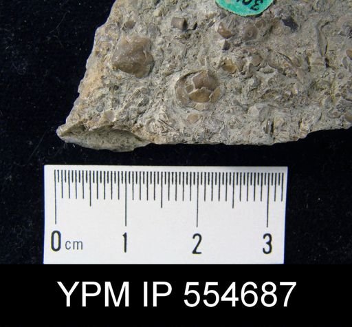 Hyattidina congesta junea