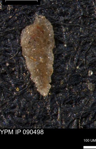 Verneuilina canadensis