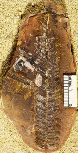 Pecopteris