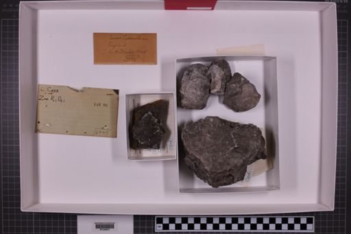 mixed taxa, stratigraphic collection