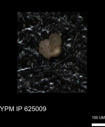 undet. Foraminiferida