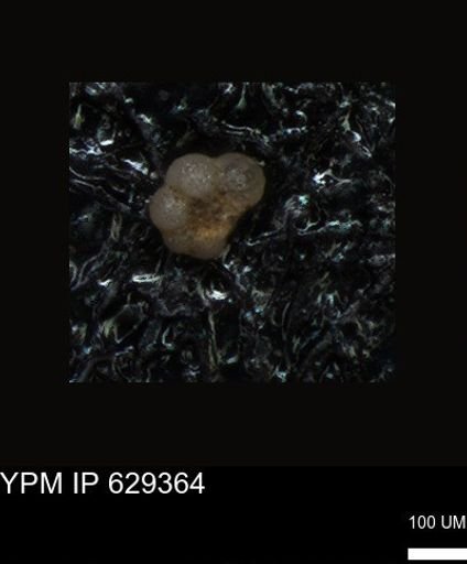 undet. Foraminiferida