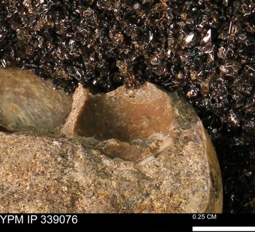 undet. Bivalvia