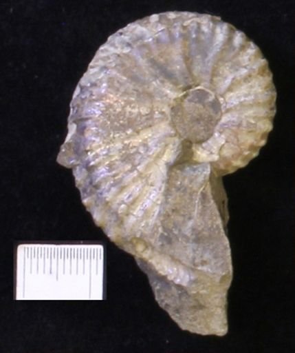 undet. Scaphitidae