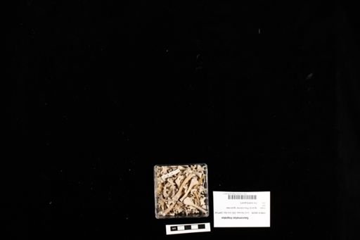 Sauromalus hispidus