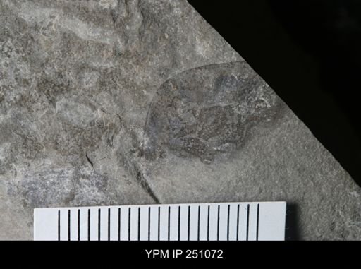 undet. Eurypterida