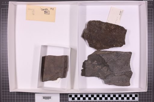 mixed taxa, stratigraphic collection