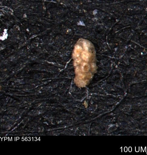 Verneuilina canadensis