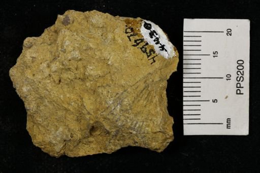 Poikilosakos petaloides