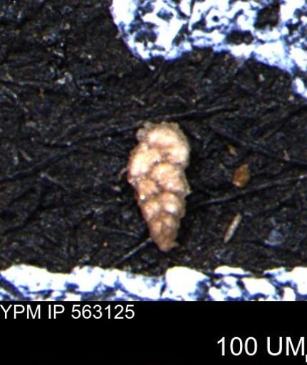 Verneuilina canadensis