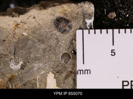 Protocardia subquadrata