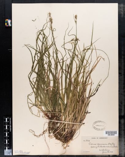 Carex communis