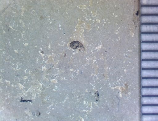 undet. Curculionidae