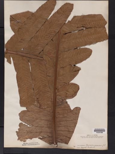 Polypodium