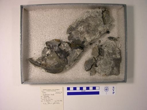 Dunkleosteus terrelli
