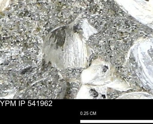 Corbulamella?