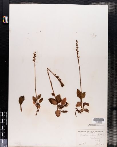 Goodyera repens