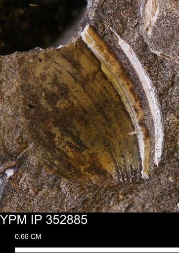 undet. Bivalvia